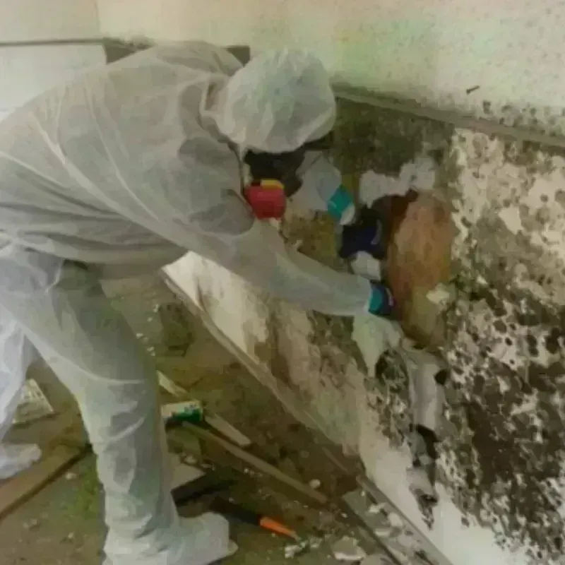 Mold Remediation and Removal in Horry County, SC